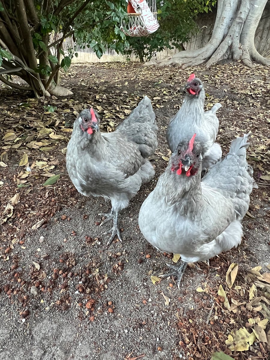 These girls provide us with fresh yard eggs which are you welcome to if you like