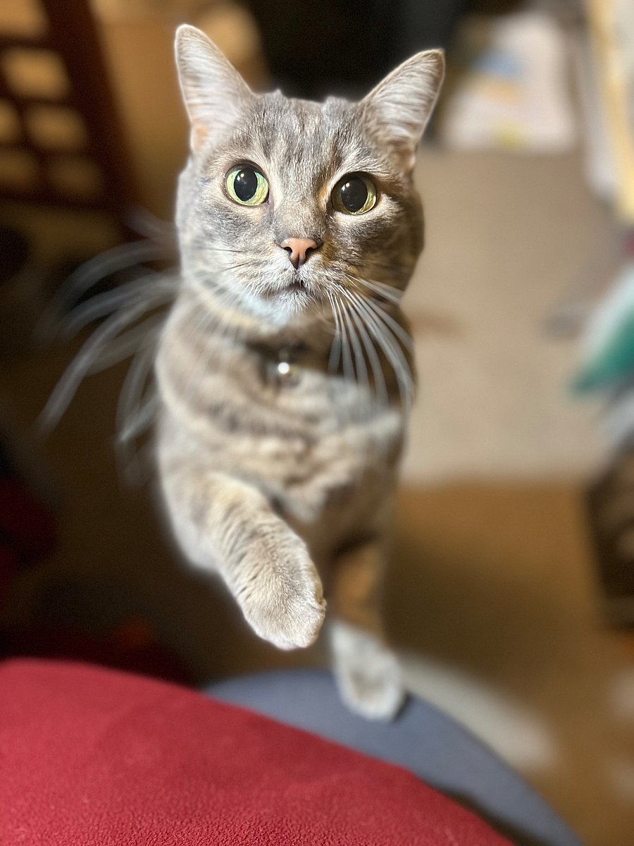 Lulu the third roomie!