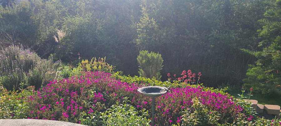 front garden overlooking open space canyon
