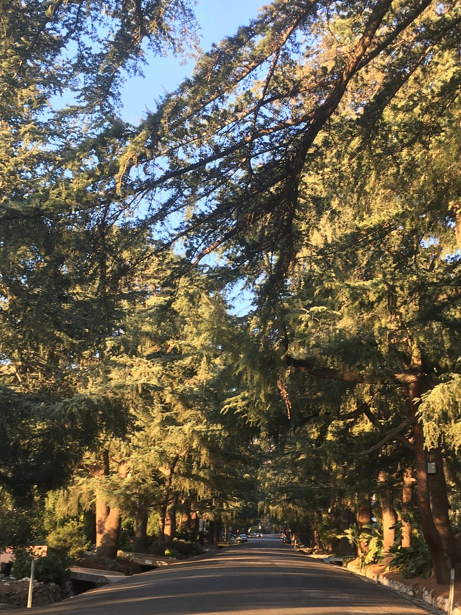 Historic Christmas Tree Lane, just 100 yards from the cottage.