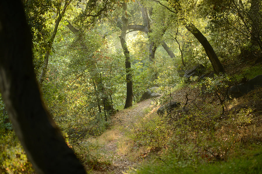 A path leading down one of many nearby hiking trails.