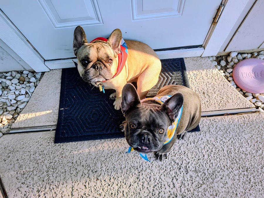 Roxy & Flip, Homeowner's Dogs. Very friendly with people, children, and other dogs. May be friendly with cats.