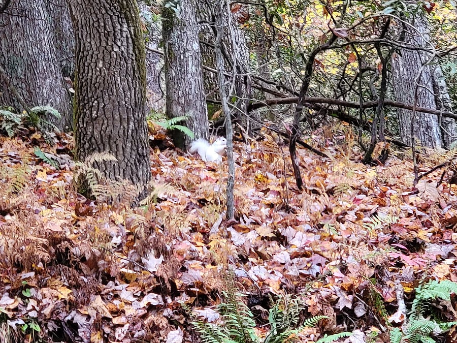 White Squirrel in fall leaves