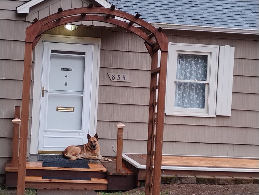 Meet Super ChloBearMoto - or just Chloe. She is a Dutch/German Shepherd mix. She will love you and protect you. Loves just hanging out in the front yard.