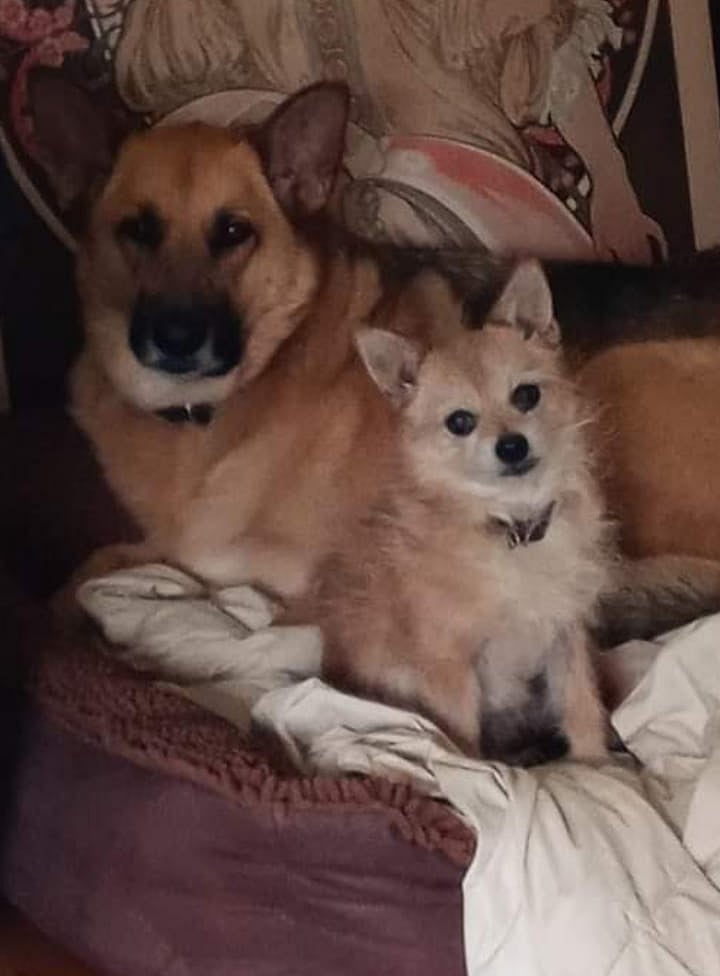 Meet Super ChloBearMoto or just Chloe, or Bears for short, and Little Charlie Bean Guy, or just Charlie. They will be on the property most of the time. Charlie will more than likely be sleeping in my studio while Im working. Both are super sweet and love company!
