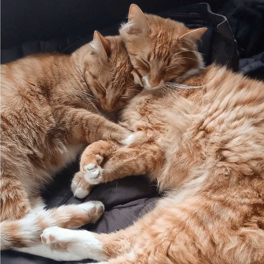 Meet Rolly and Marlowe, the properties sweet brother Ragdoll / Tabby brothers. So if you're missing kitty love the property provides that too. :)