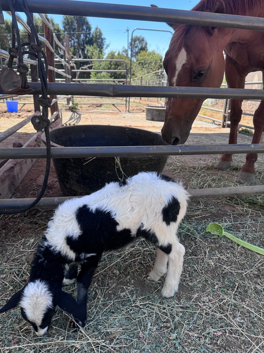 We have two horses out in pasture. Rossie and Jack