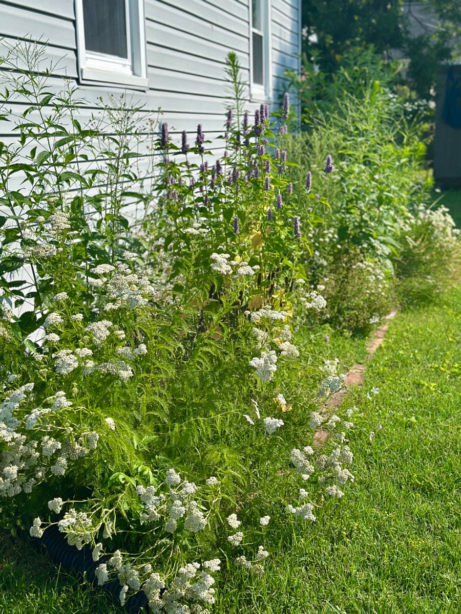 Garden filling in summer 2025