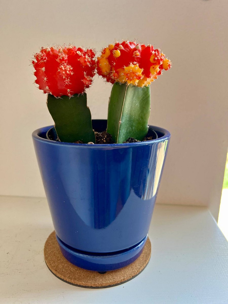 Colorful cactus