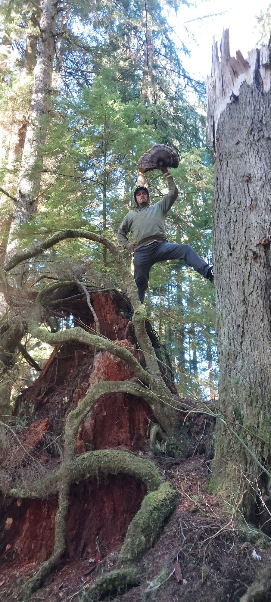 Mushroom Hunter. Tours available. You need not climb the trees to find mushrooms.