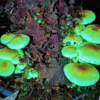 She can take you to her discovery of mushrooms that GLOW!