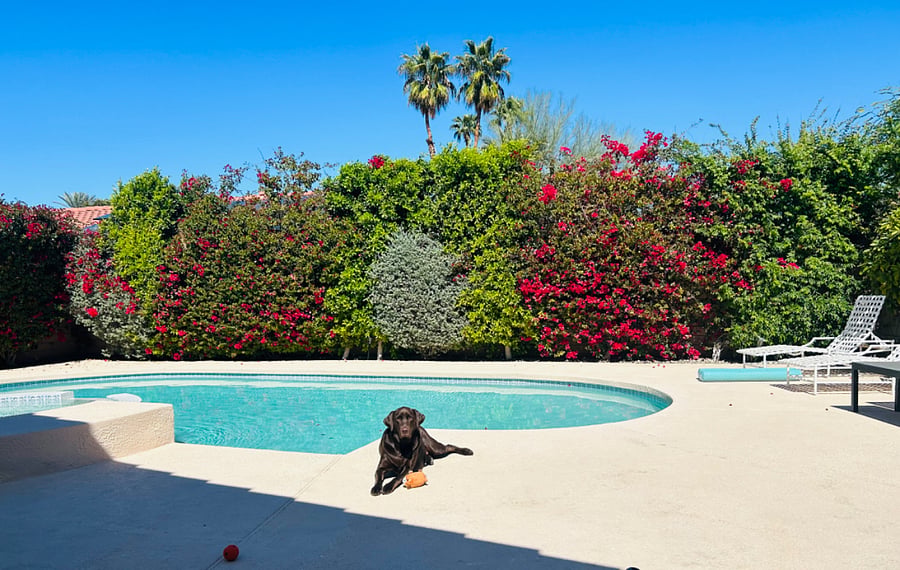 Dog friendly home - bring your furry loved ones!