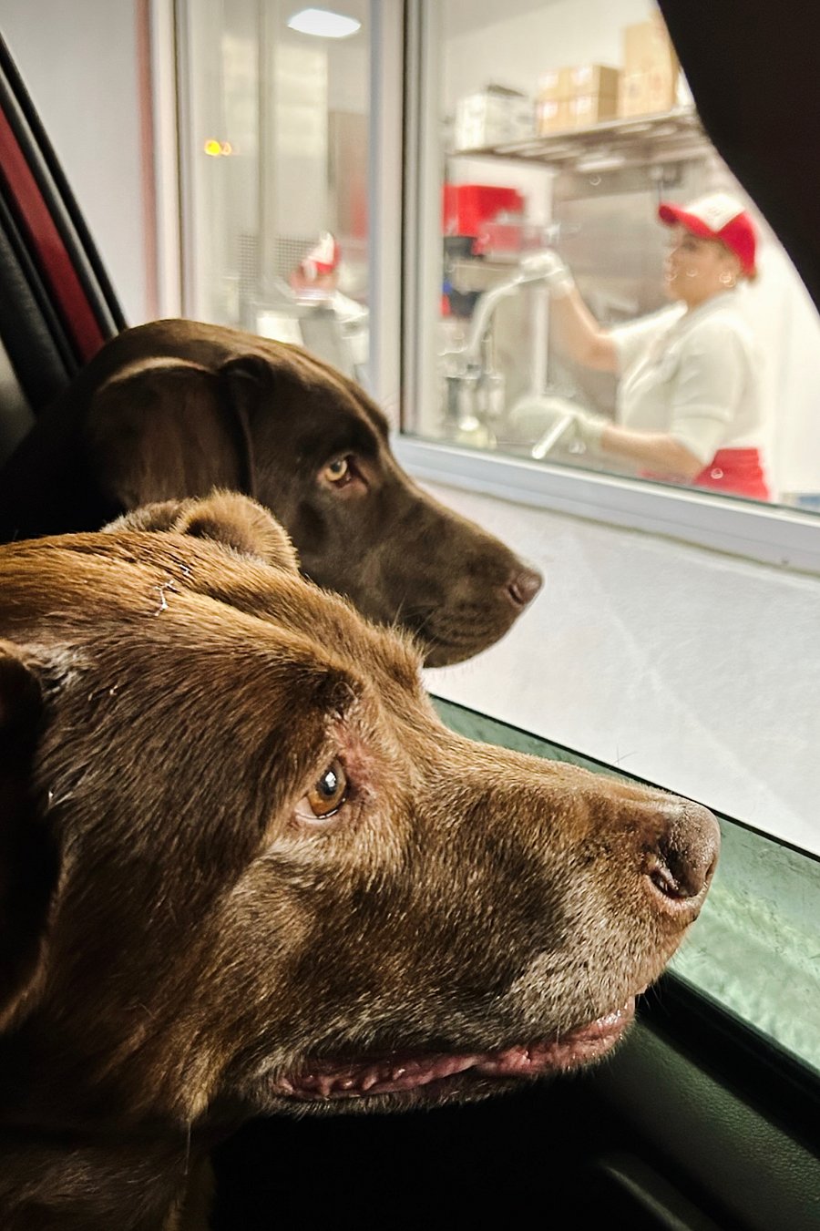 In N Out Burger is a short drive away!  Perfect for picking up some unsalted burger meat for your favorite pups and your burger combo!  Also, nearby is a Whole Foods, Handel's Ice Cream!