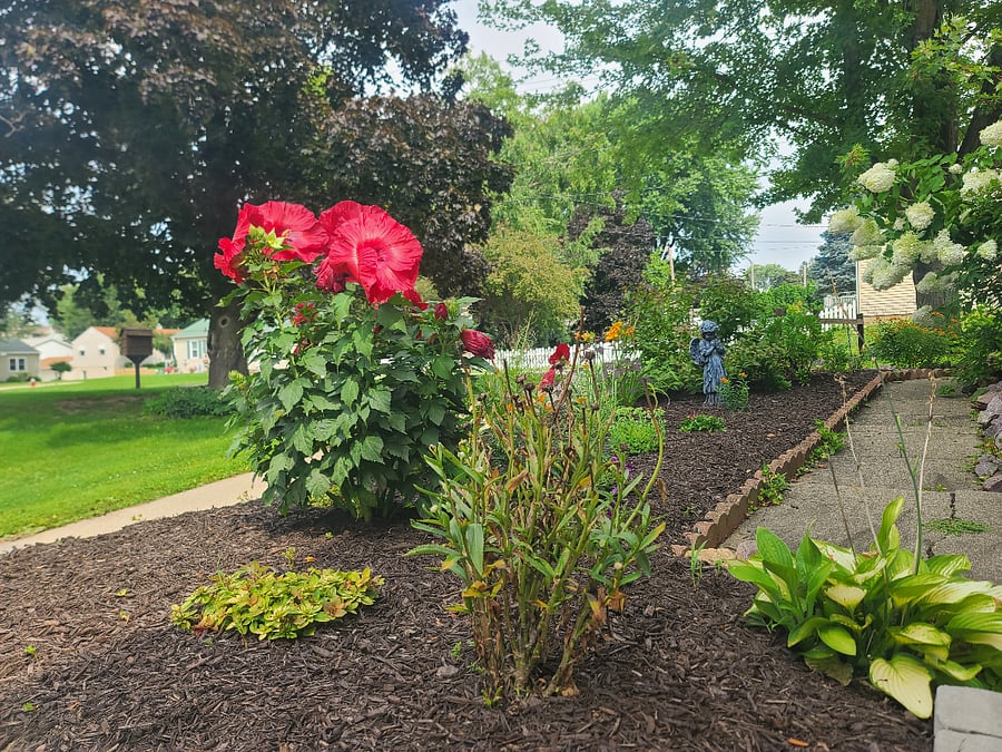 Surrounding area vegetation