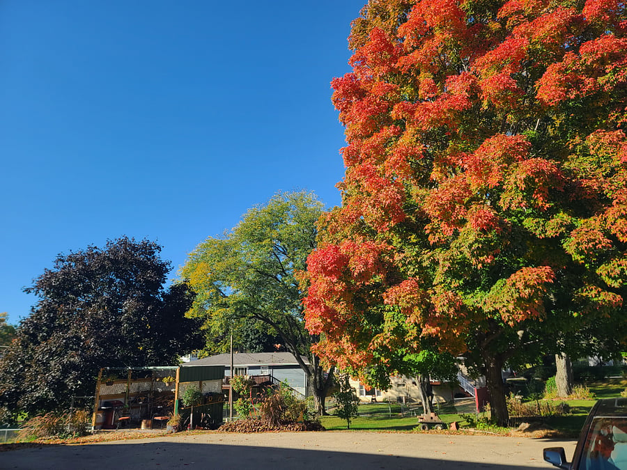 Fall colors just outside the unit