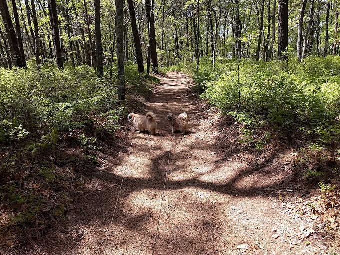 Flax Pond Walking Trails