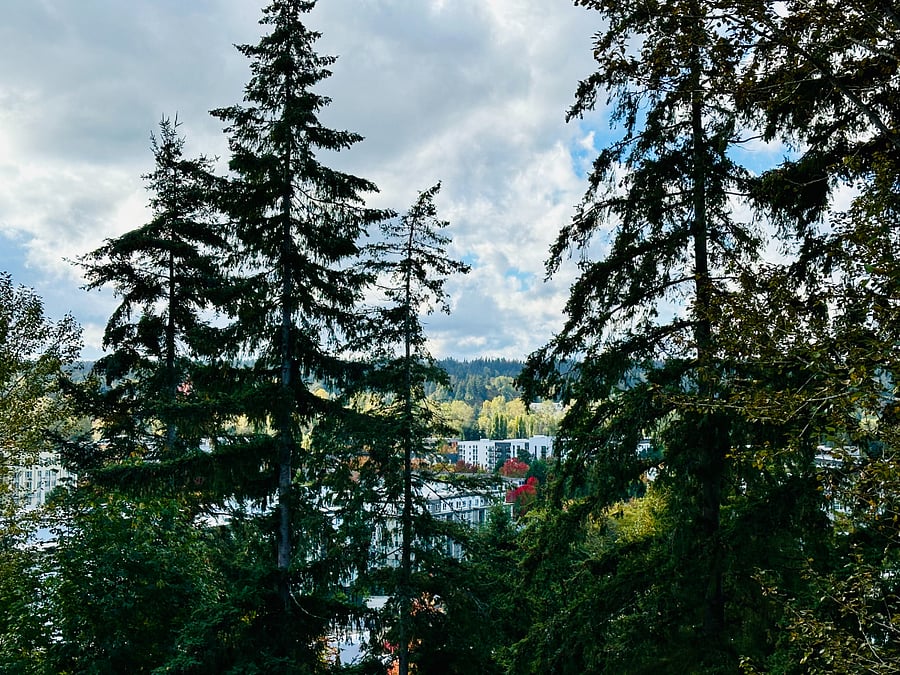 Deck View