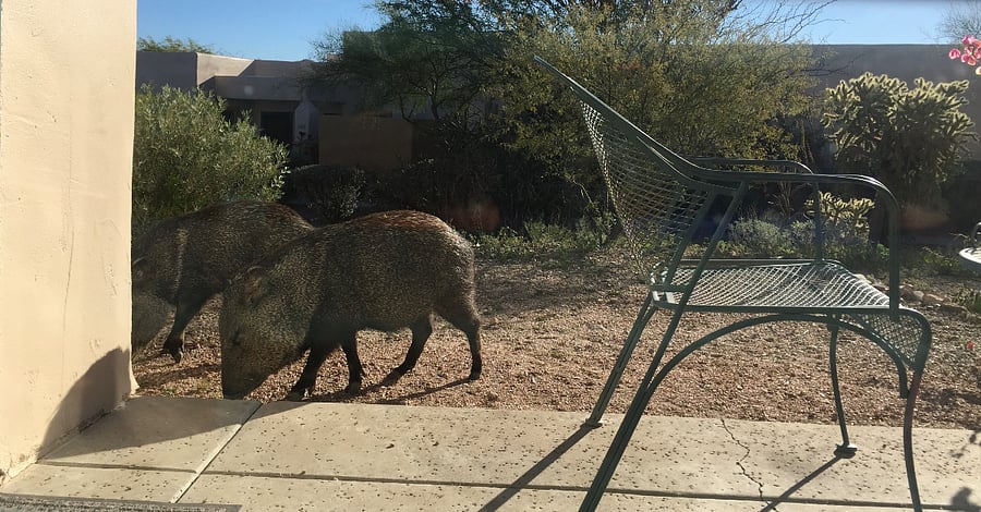Veranda with visiting javelina