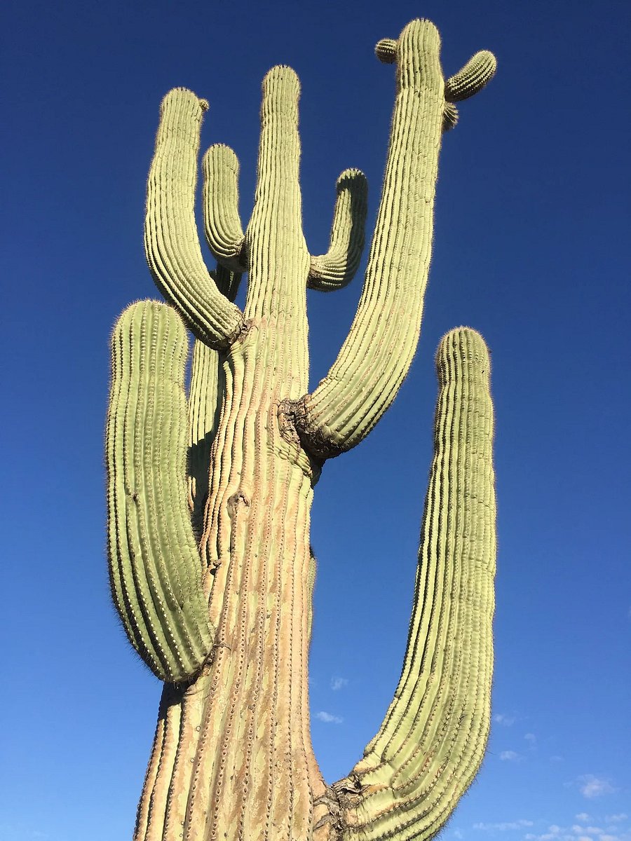 Cactus galore