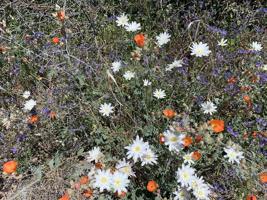 Desert flowers