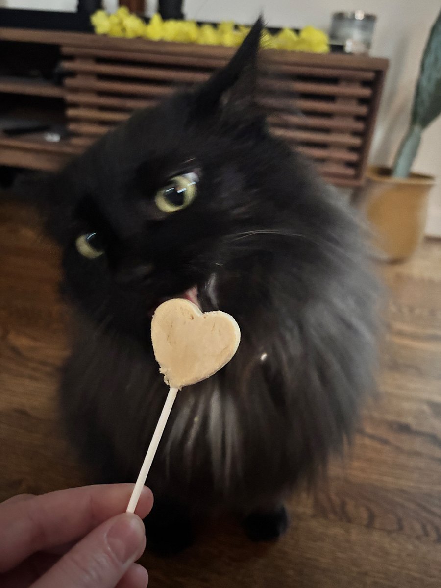 Pet cat (6yo male). Very friendly. Will greet you at the door. His name is Guinness.