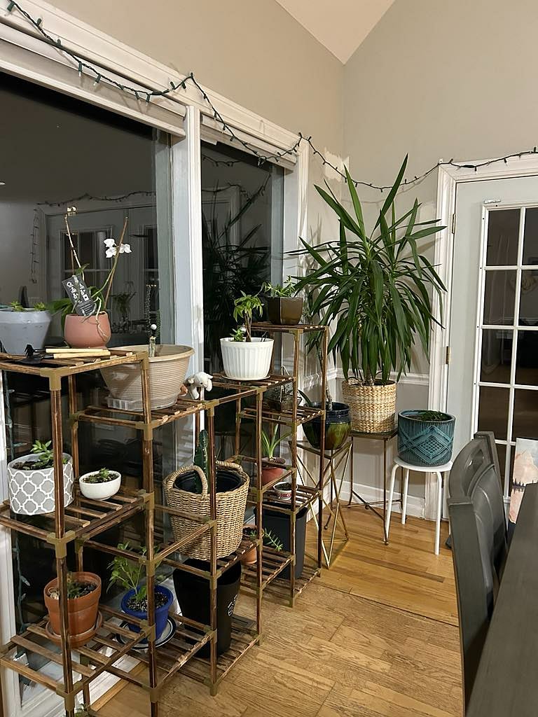 Southside plant window