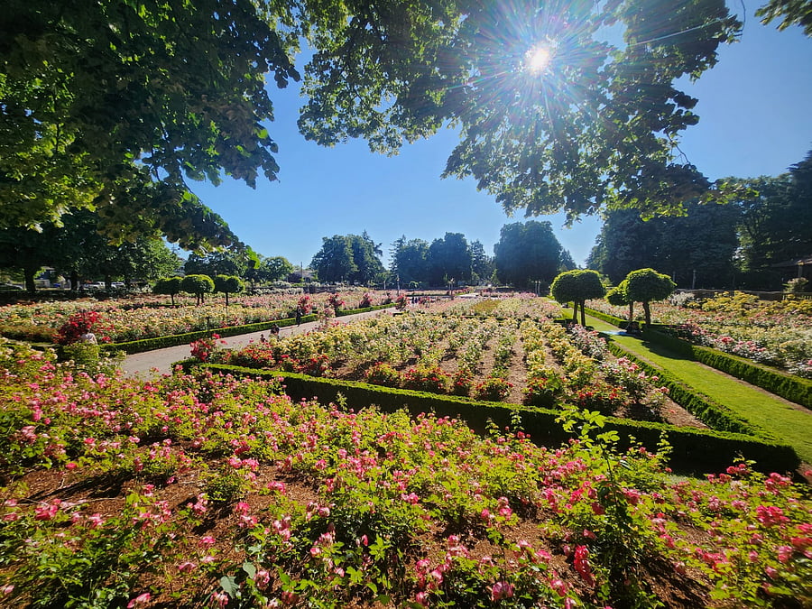 Peninsula Park Rose Garden