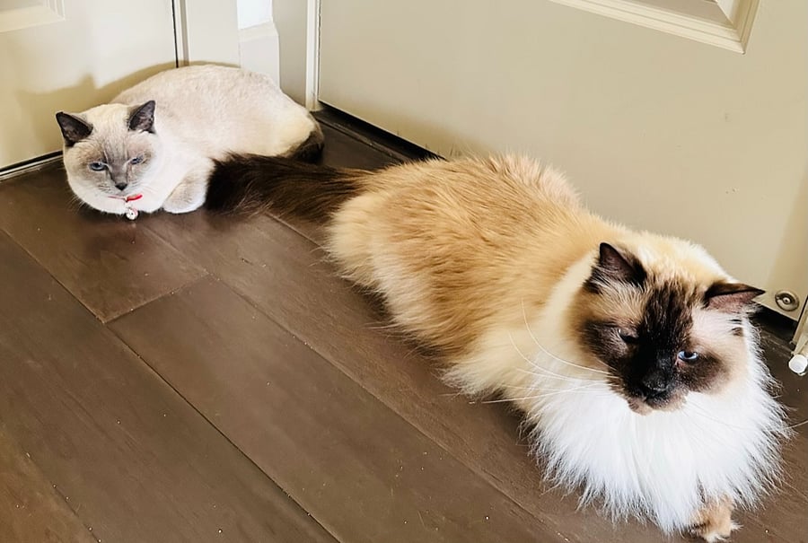 Oliver and Kyliegh are very friendly older cats