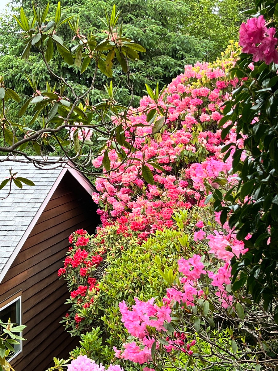 Back of the house with rhododendrons in full bloom - we have a semi-private trail that runs through the rhododendron forest up to a loop walk with BEAUTIFUL VIEWS