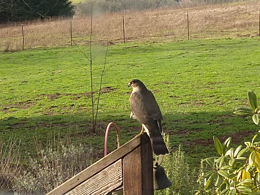 There are are a lot of birds on the property, including raptors, owls, hummingbirds and many song birds.