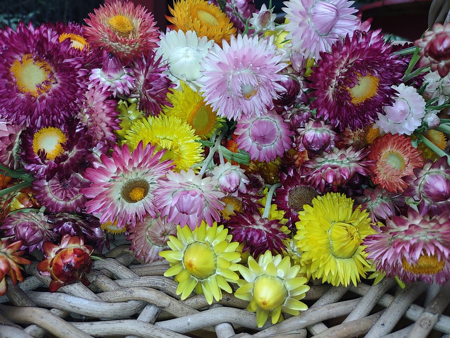 Flowers are one of the many things we grow on the farm.