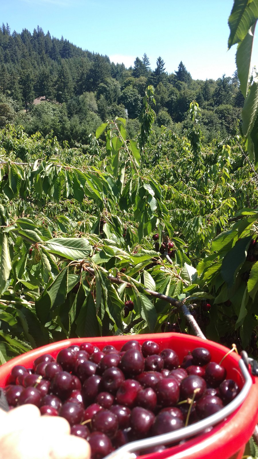 Our farm is home to 20 cherry trees.