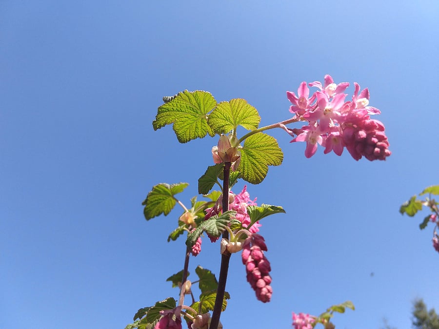 There are many pollinator-friendly plants and flowers on the property.