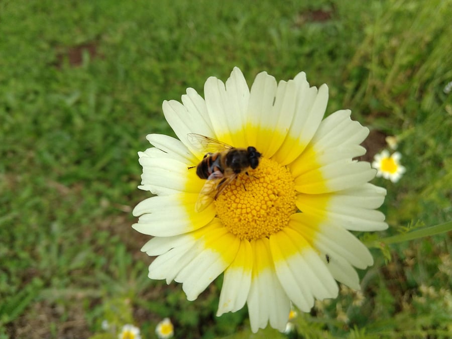 Our pollinator-friendly flowers attract a wide variety of native bees and other pollinators.