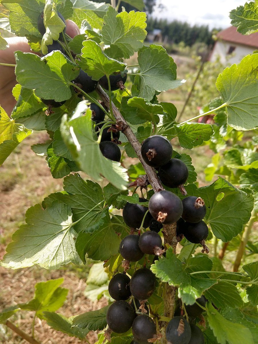 We grow jostaberries on the farm (a cross between gooseberry and black currant).