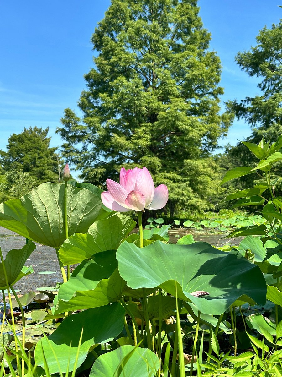 Furnished Finder property 765659_1 photo 28
