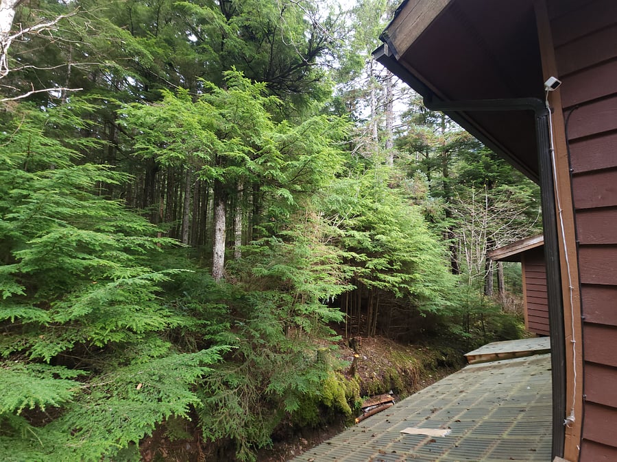 Side/ back deck view of thick wooded forest
