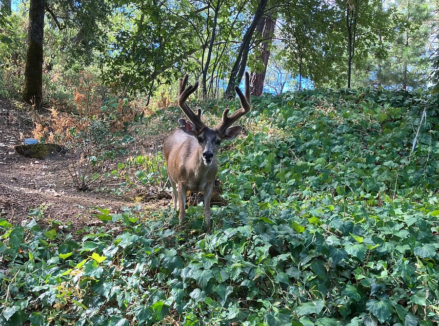 A visitor out the bedroom window