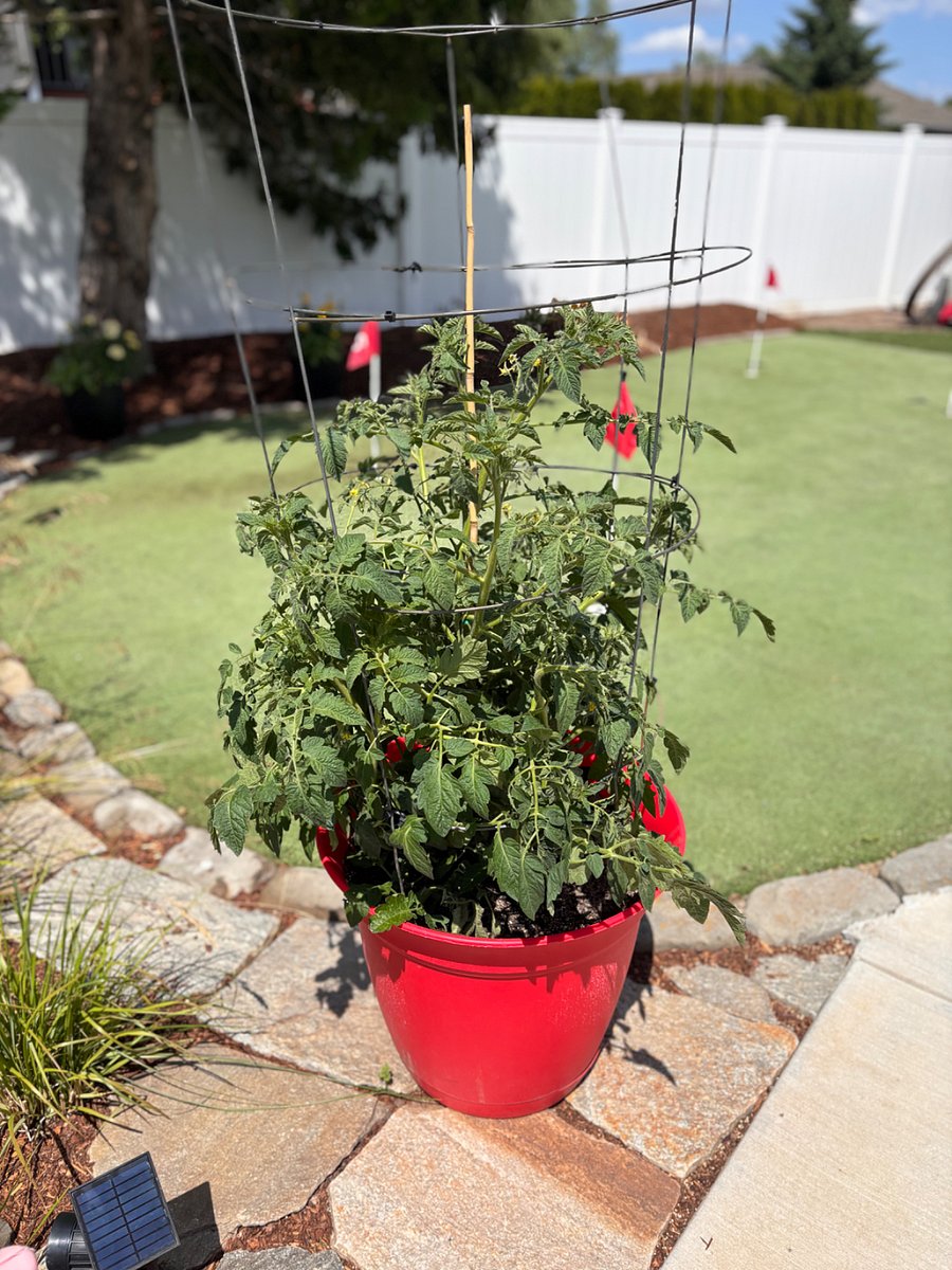 Tomatoes when in season
