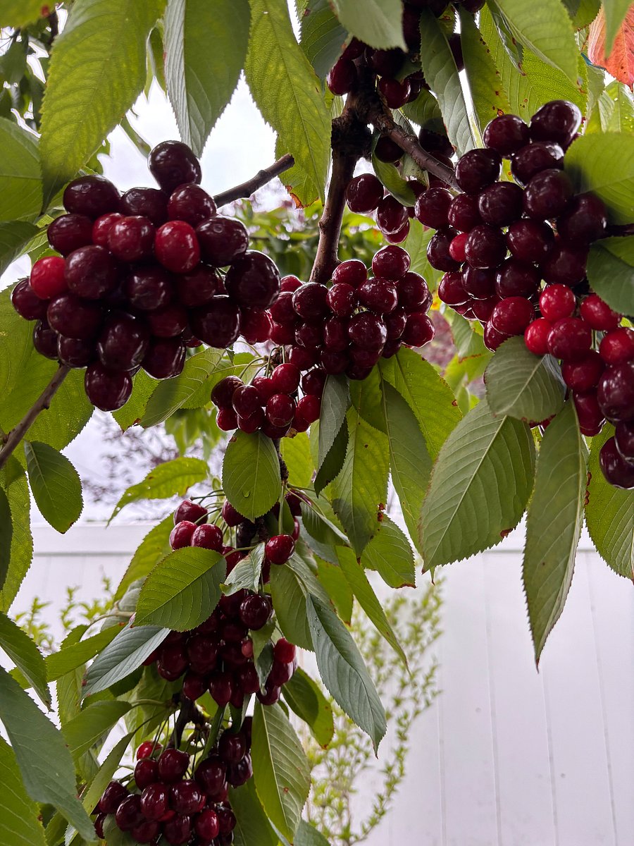 Three types of cherries when in season