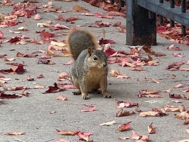 Wildlife is abundant