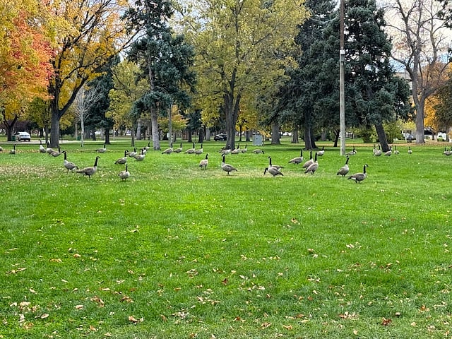 Abundant Wildlife