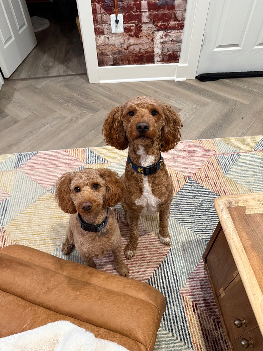 Tito and Finn, Two of our former residents!