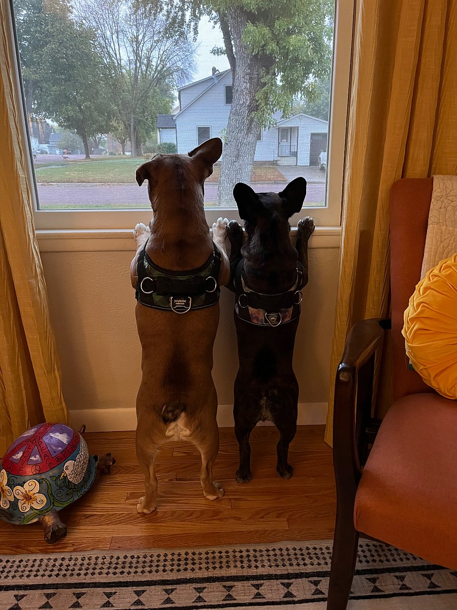 Former Residents Mabel & Sheldon, back home at their real house!
