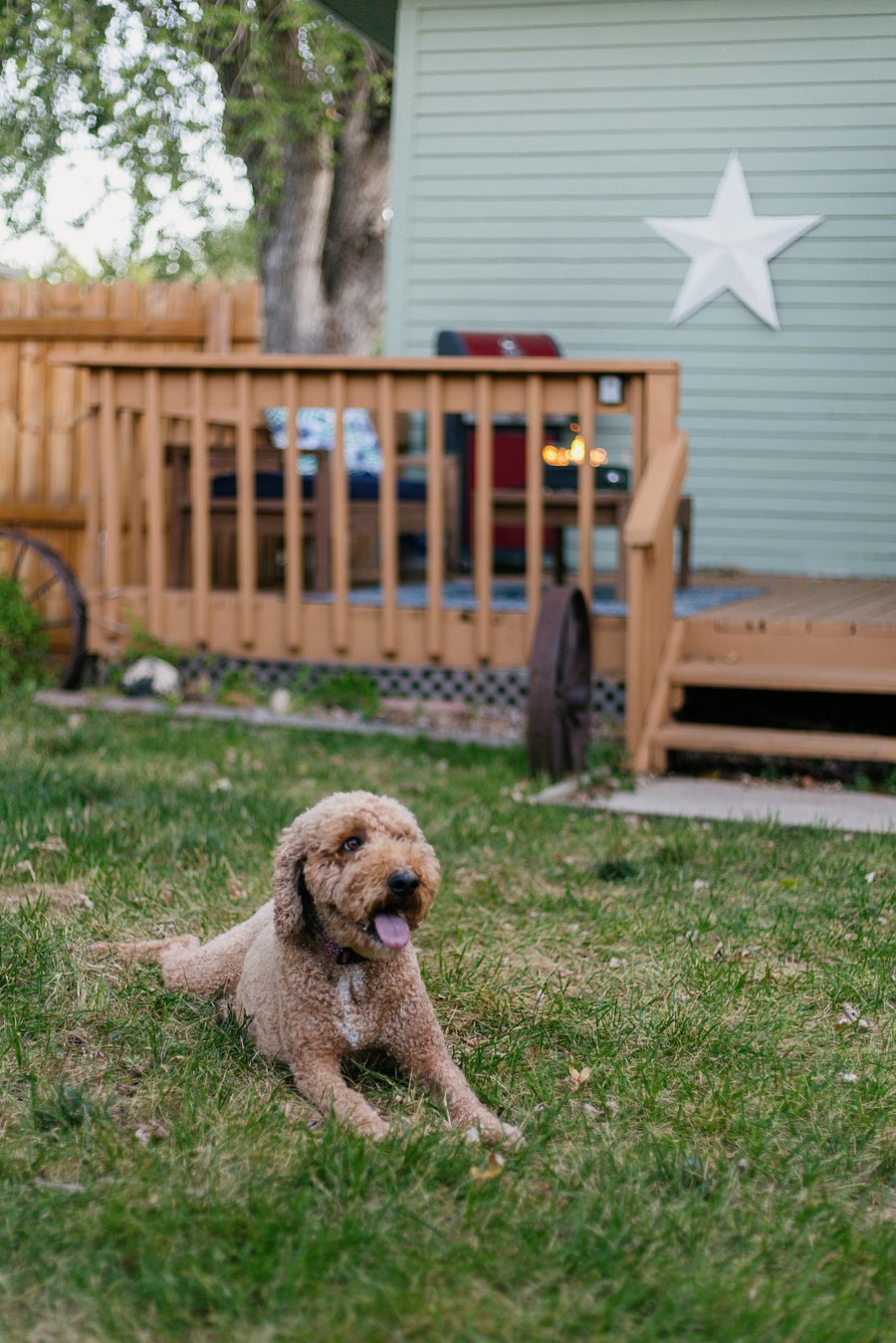 Pet friendly!