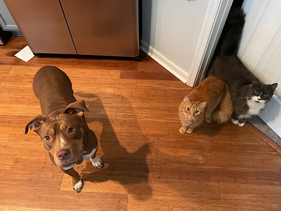 Friendly pets! They love people.