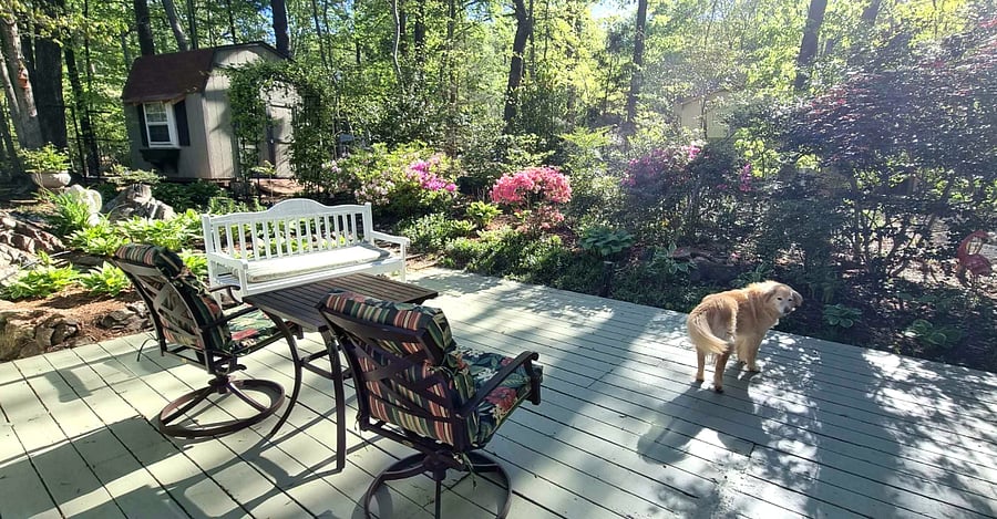 Back Yard