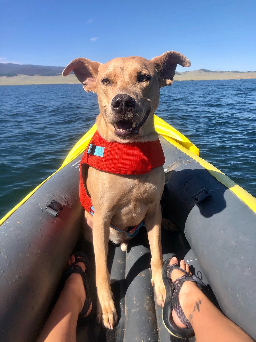 This is Mowgli who lives on the first floor and has never been to the private upstairs. He is the only pet in the home. Mowgli may bark when you first walk in, however, he will quickly warm up and probably even bring you one of his toys to play. 