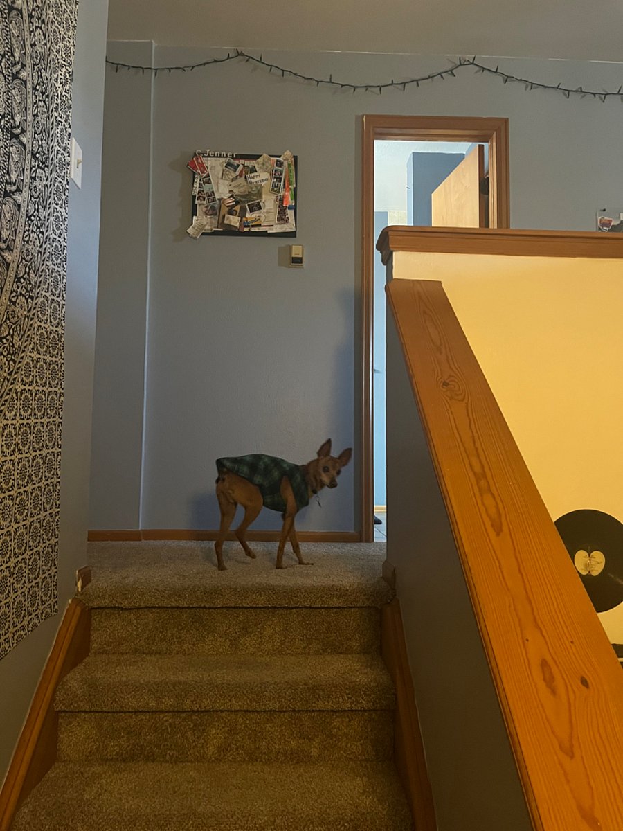 Stairs up to 3rd floor and dog that lives in the home