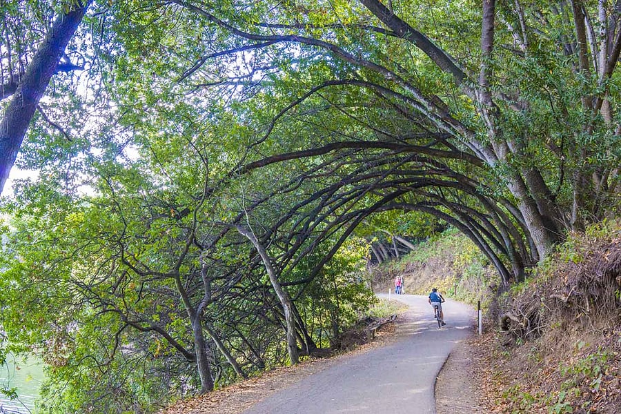 A Lake Chabot trail with lush trees